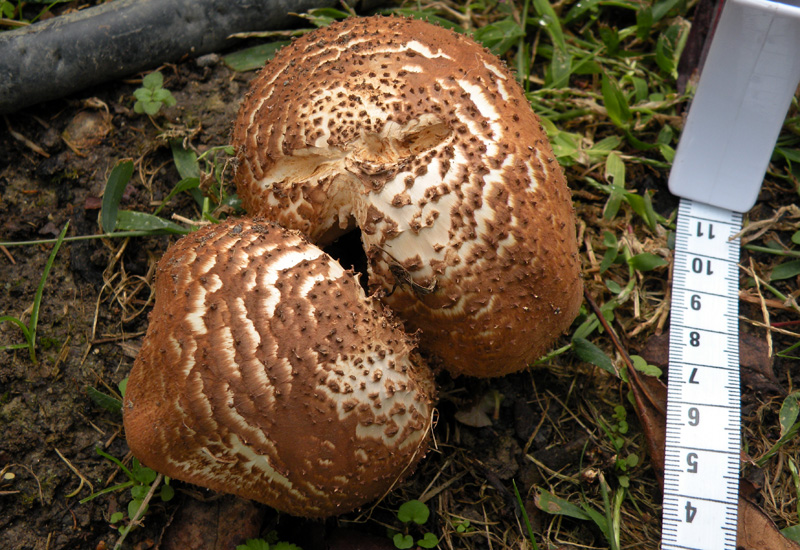 Lepiota aspera